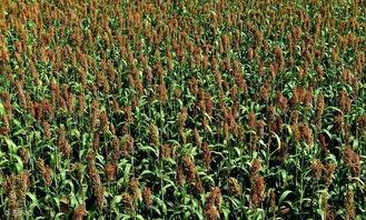 国产高粱种植技术视频,国产高粱种植技术要点解析